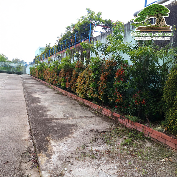 Bảo dưỡng cây xanh