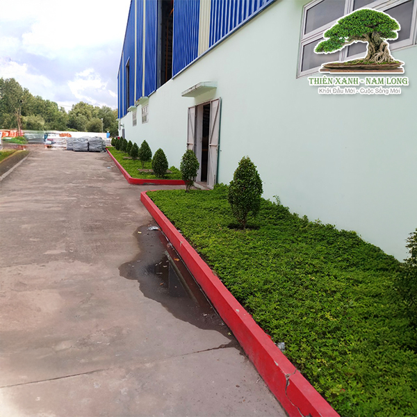 Bảo dưỡng cây xanh