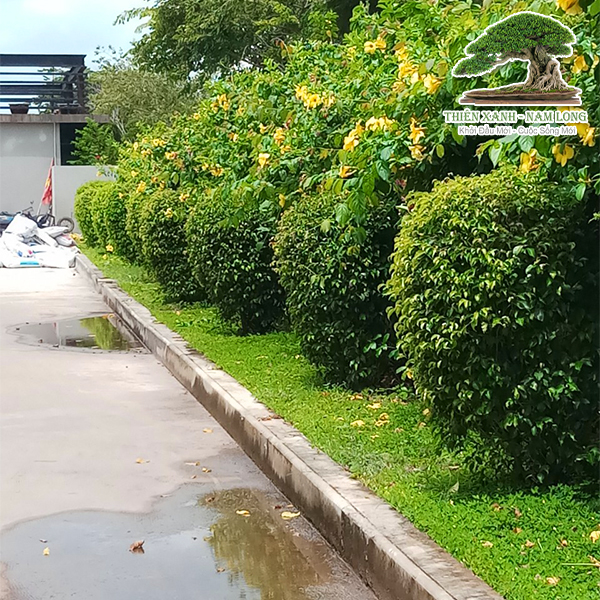 Bảo dưỡng cây xanh
