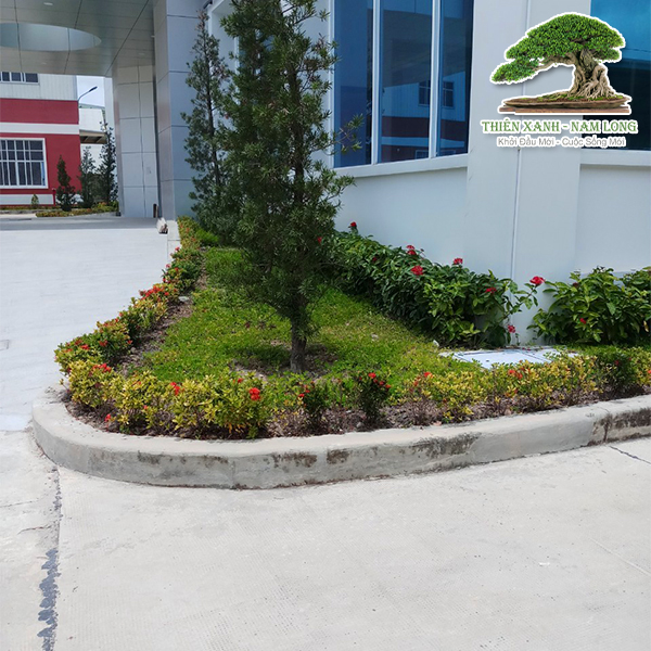 Bảo dưỡng cây xanh